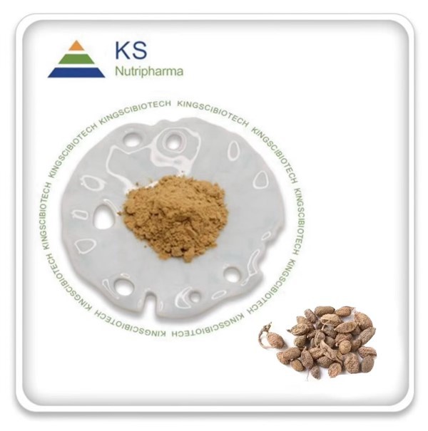 Amomum gyümölcs kivonat